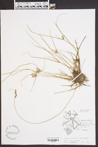 Cyperus bipartitus image