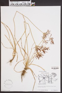 Cyperus rotundus image