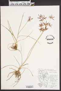 Cyperus rotundus image