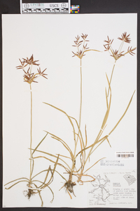 Cyperus rotundus image