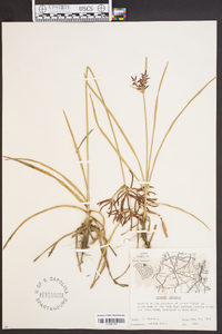 Cyperus rotundus image