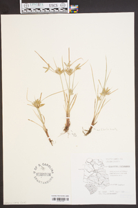 Cyperus rotundus image