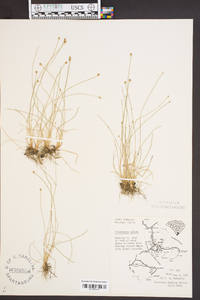 Eleocharis albida image