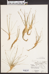 Eleocharis microcarpa image