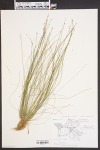 Eleocharis microcarpa image