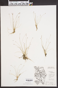 Eleocharis microcarpa image