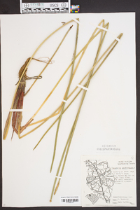 Eleocharis quadrangulata image