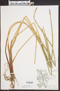 Eleocharis quadrangulata image