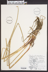 Eleocharis quadrangulata image