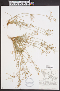 Fimbristylis dichotoma image