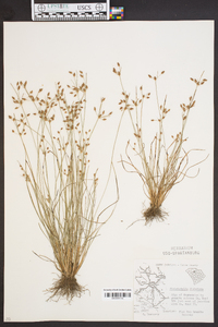 Fimbristylis dichotoma image