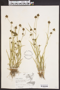 Fuirena squarrosa image
