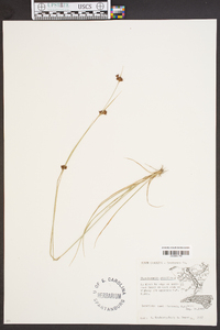 Rhynchospora gracilenta image