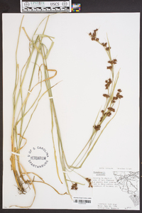 Rhynchospora glomerata image