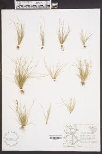 Isolepis carinata image