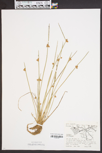 Schoenoplectiella purshiana image