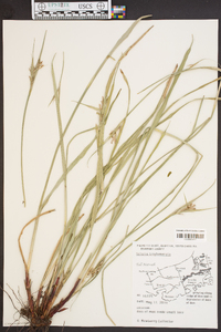 Scleria triglomerata image