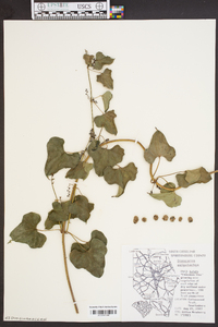 Dioscorea polystachya image