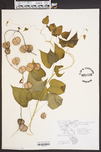 Dioscorea villosa var. villosa image