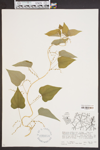 Dioscorea villosa var. villosa image