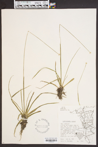 Lachnocaulon anceps image