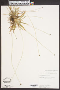 Lachnocaulon anceps image