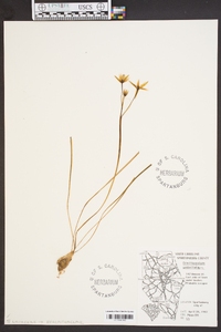 Ornithogalum umbellatum image