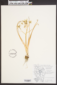 Ornithogalum umbellatum image