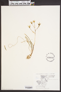 Ornithogalum umbellatum image