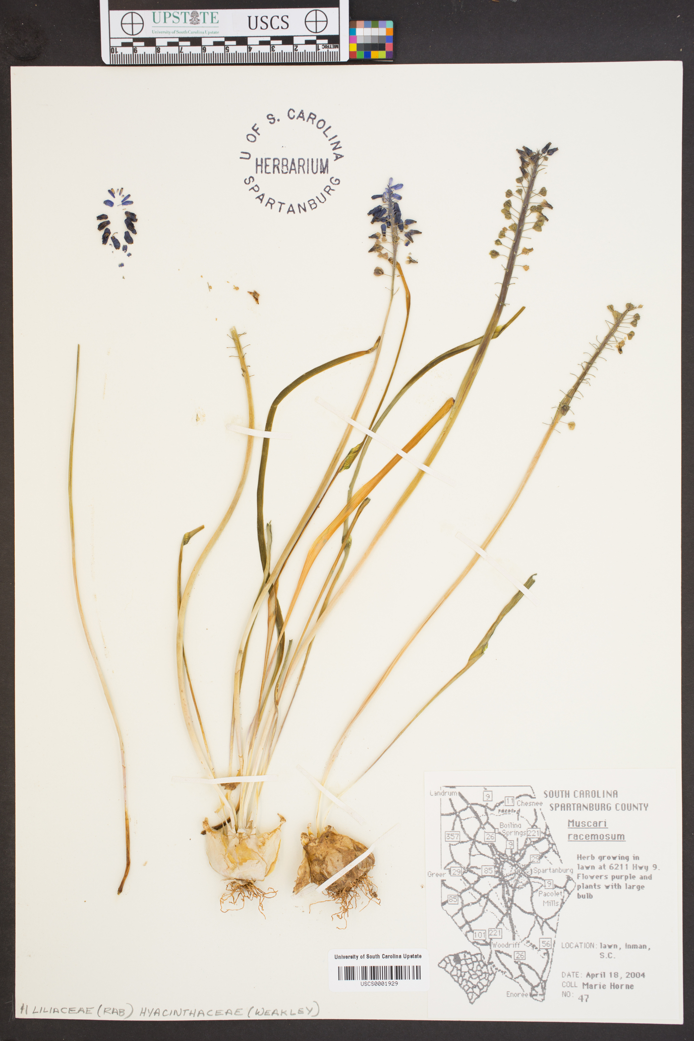 Muscari neglectum image