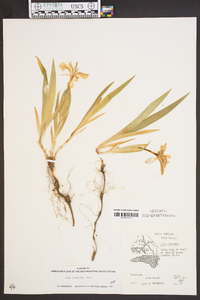 Iris cristata image