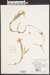 Iris cristata image