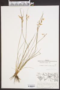 Sisyrinchium albidum image