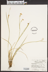 Sisyrinchium arenicola image