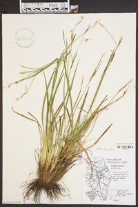 Sisyrinchium arenicola image