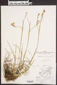 Sisyrinchium arenicola image