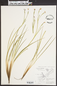 Sisyrinchium atlanticum image