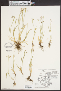 Sisyrinchium atlanticum image