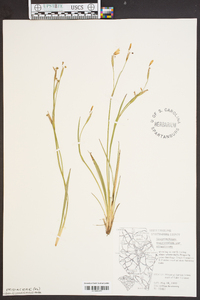 Sisyrinchium atlanticum image