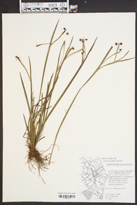 Sisyrinchium mucronatum image