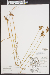 Juncus biflorus image