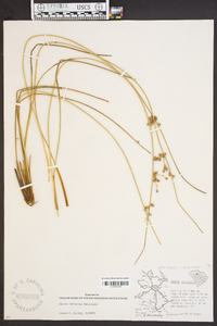 Juncus coriaceus image