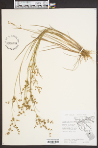 Juncus diffusissimus image