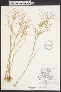 Juncus diffusissimus image