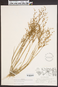 Juncus diffusissimus image