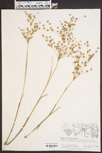 Juncus diffusissimus image