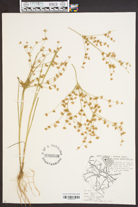 Juncus diffusissimus image