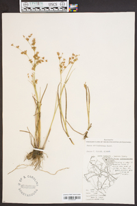 Juncus diffusissimus image