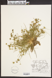 Juncus repens image
