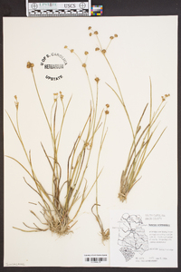 Juncus scirpoides image